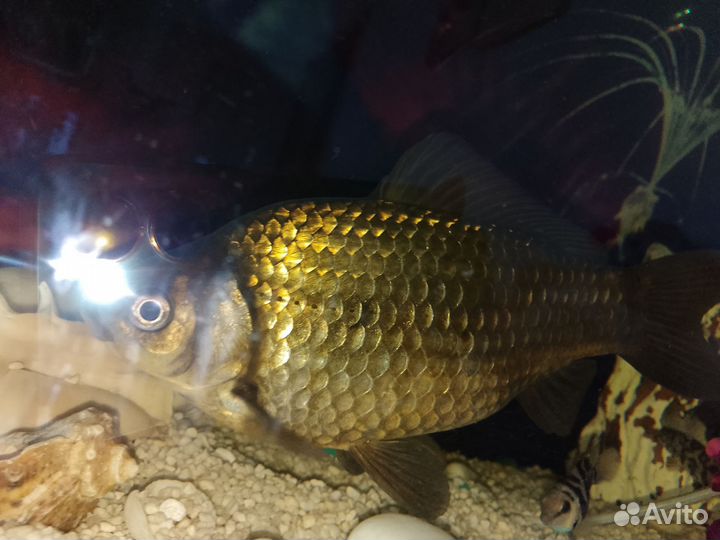 Рыба в большой аквариум