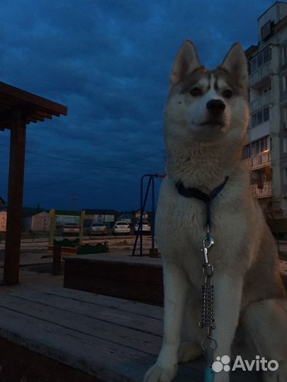 Продаю хаски девочку 1 годик