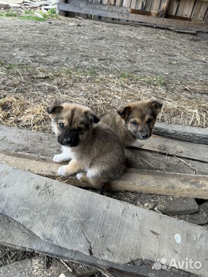 Щенки