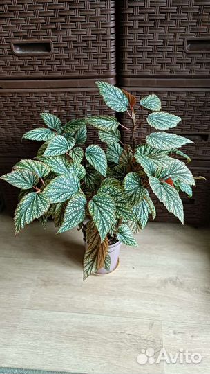 Бегония тростниковая Snow Cap