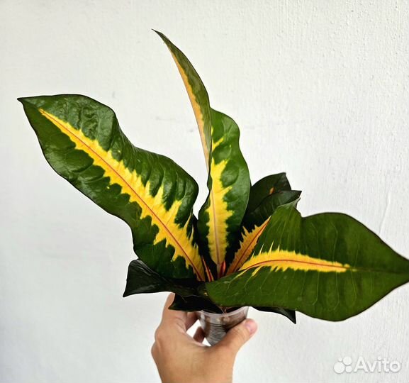 Кротоны редкие сорта