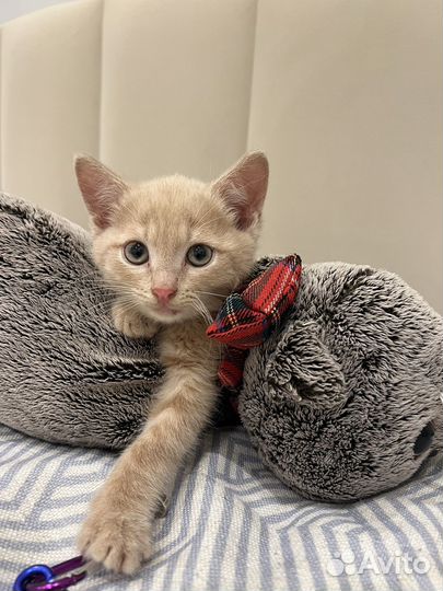 Котик бесплатно