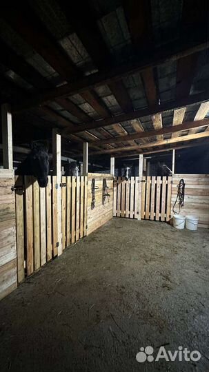 Лошади рабочие