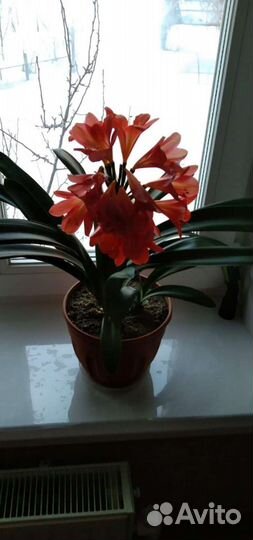 Комнатные цветы кливия