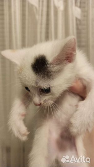 Кошки в добрые руки