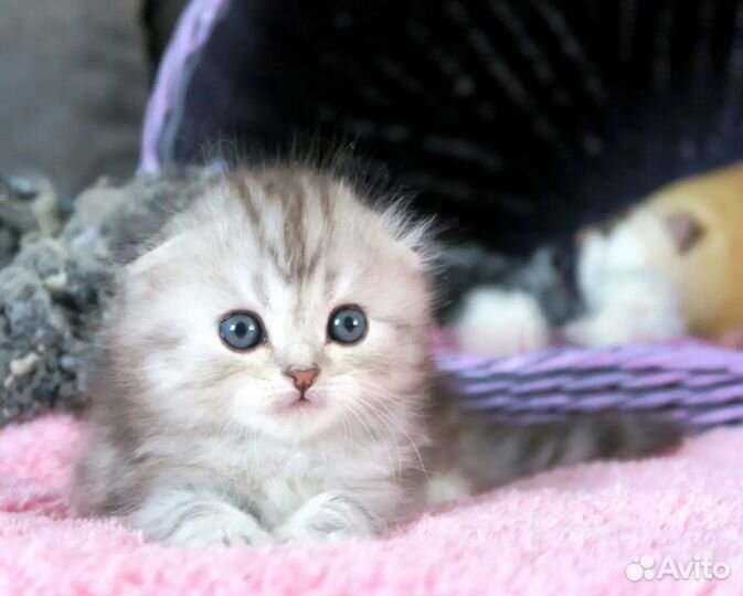 Серебристый вислоухий котенок
