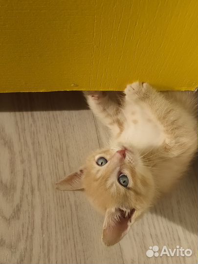 Найден котенок
