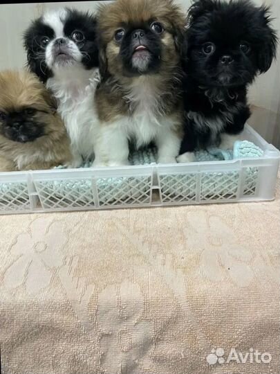 Щенки пекинеса