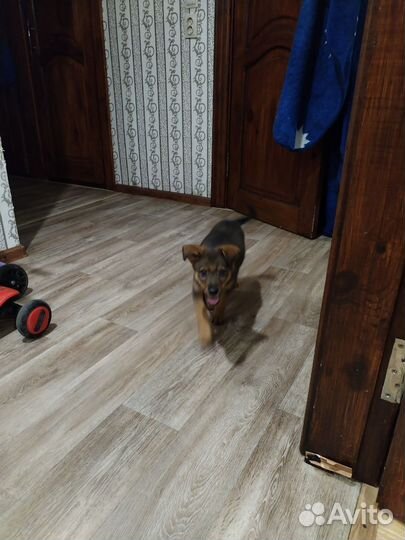 Малыш ищет дом