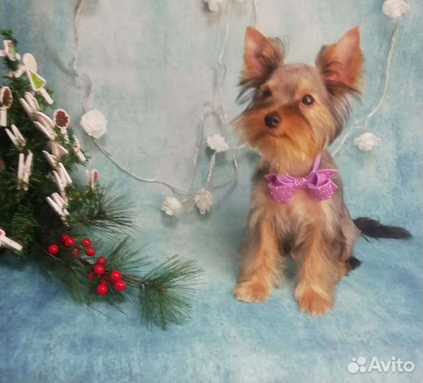 Йоркширский терьер щенки