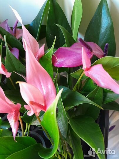 Антуриум Лилли. Антуриум Зизу