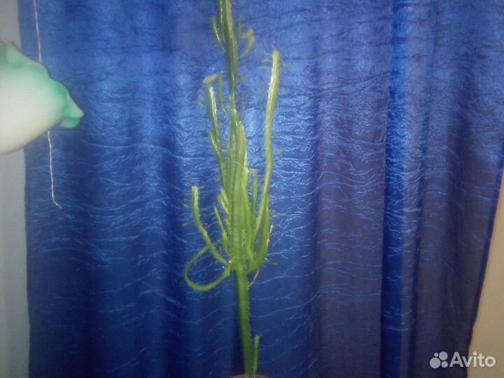 Кактус молочай