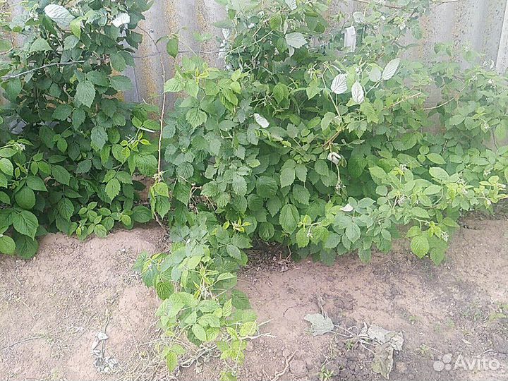 Малина многоразовая