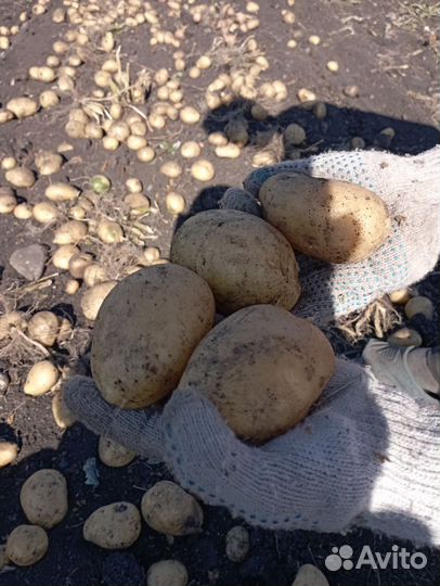 Картофель