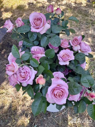 Саженцы роз