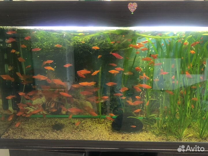 Рыбки меченосцы