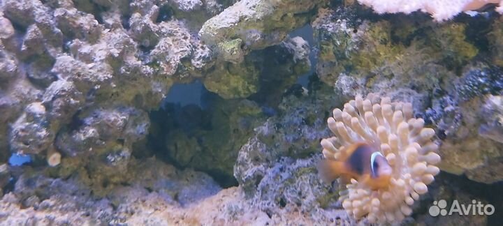 Актинии.морские звёзды, живые камни