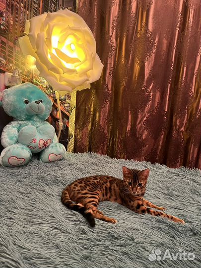 Бенгальская