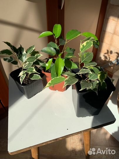 Фикусы бенджамина