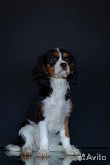 Девочка триколор