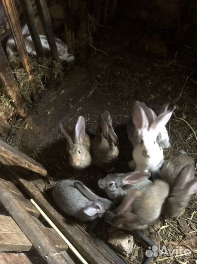 Продам кроликов