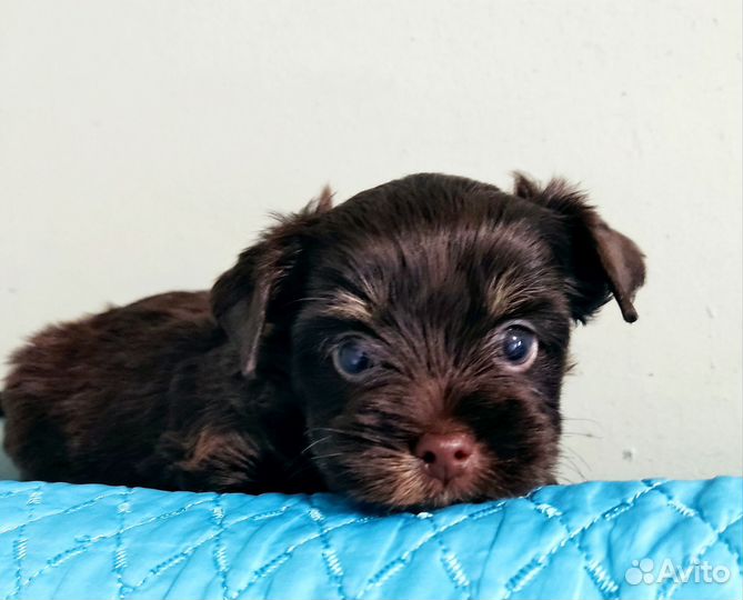 Цветные йорки,мальчики