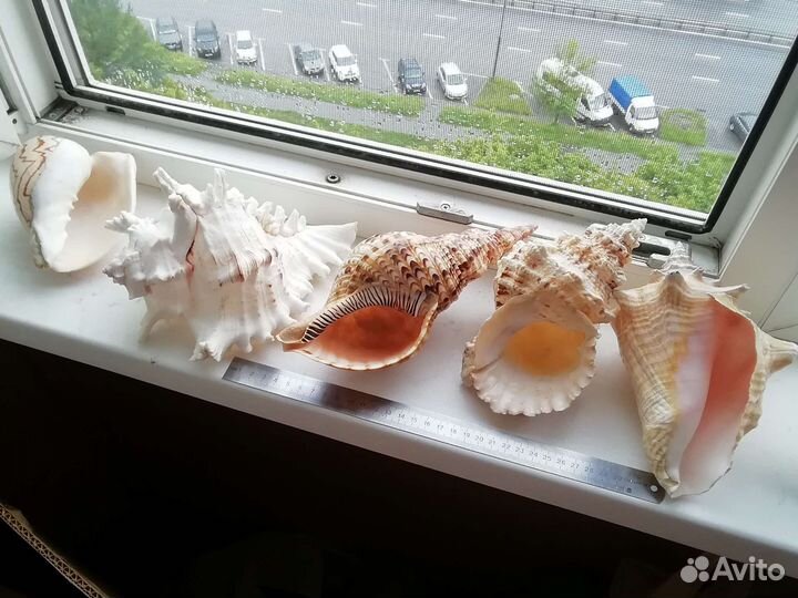 Морские ракушки раковины