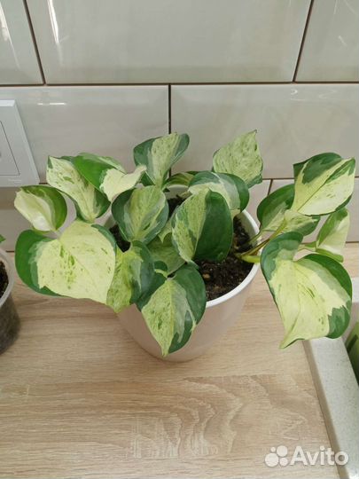 Эпипремнумы