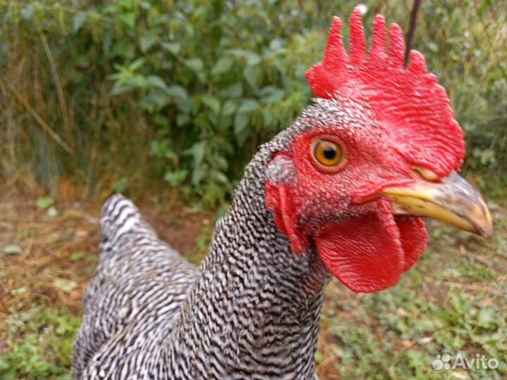 Петух джерсийский гигант черный