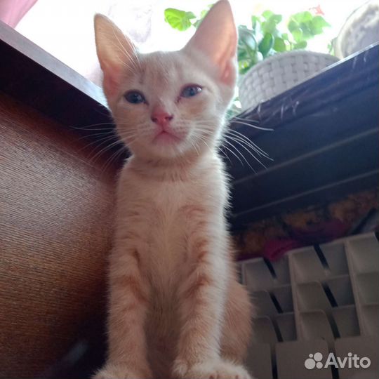 Котята в добрые руки 3 месяца