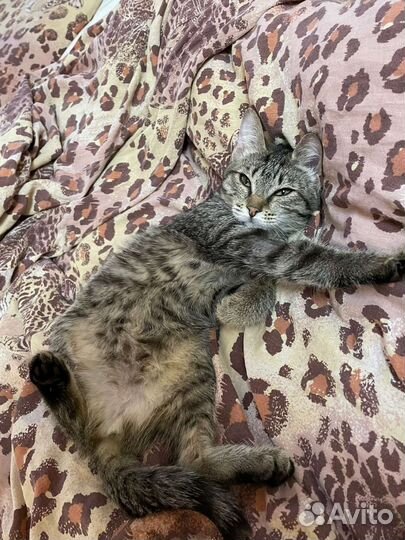 Котенок в добрые руки
