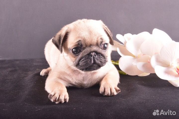 Щенки мопса