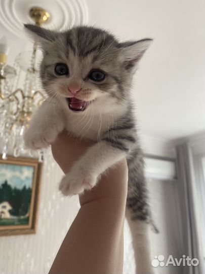 Котенок мальчик бесплатно