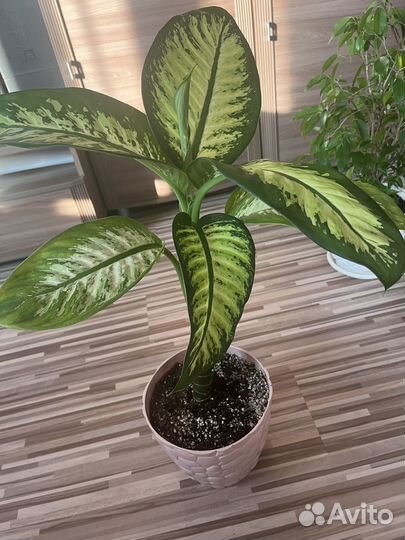 Диффенбахия тропик сноу