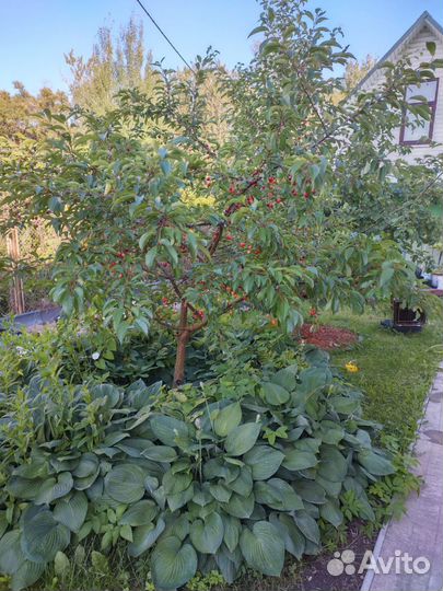 Черевишня Малышка и др