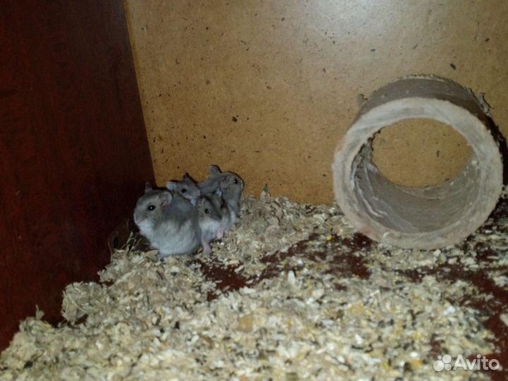 Ждунгарские хомяки