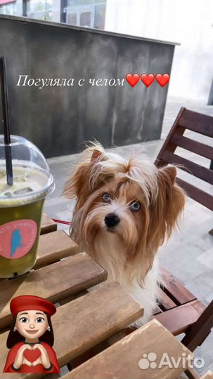 Вязка бивер