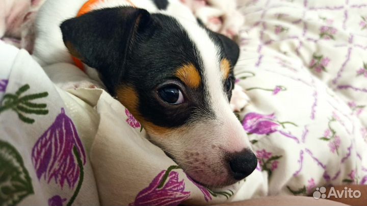 Щенки Джек Рассел терьера