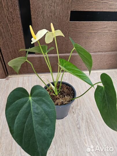 Антуриум Ванила