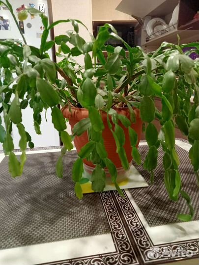 Декабрист Комнатные растения цветы большие