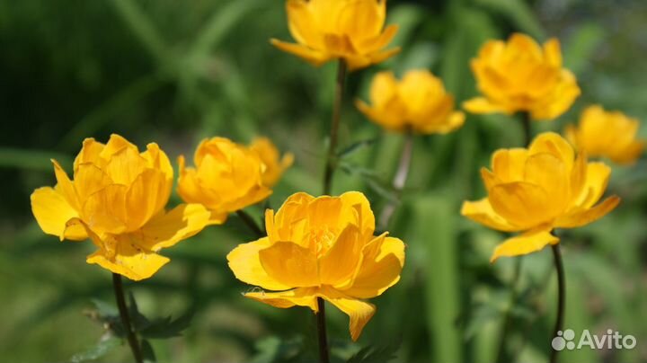 Купальница для Вашего сада