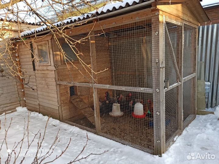 Домашние куриные яйца