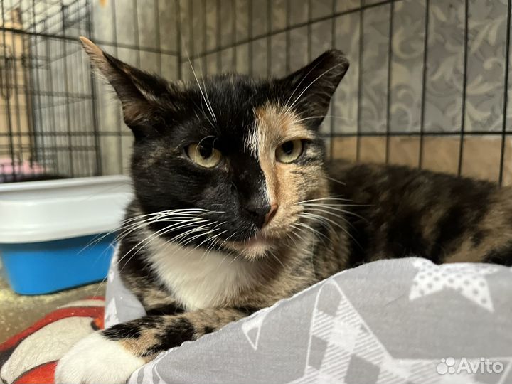 Кошка в добрые руки бесплатно