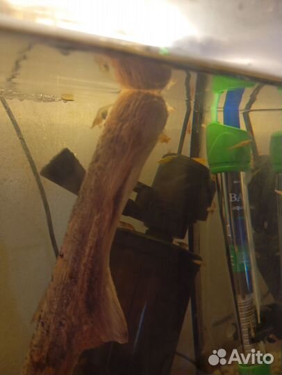 Аквариум с раками