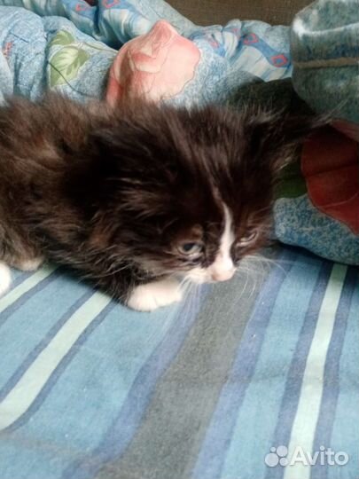 Кошки бесплатно