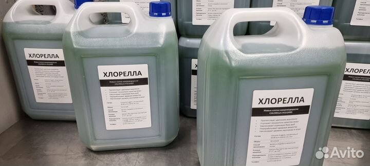 Хлорелла для пруда