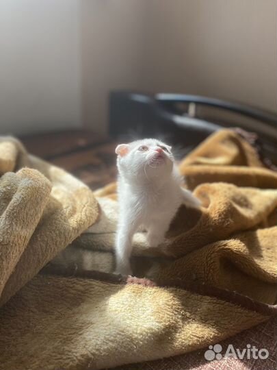 Котенок вислоухий