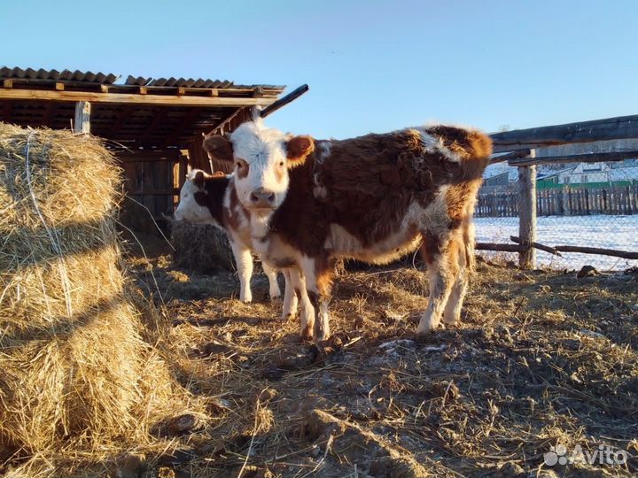 Телочки годовалые