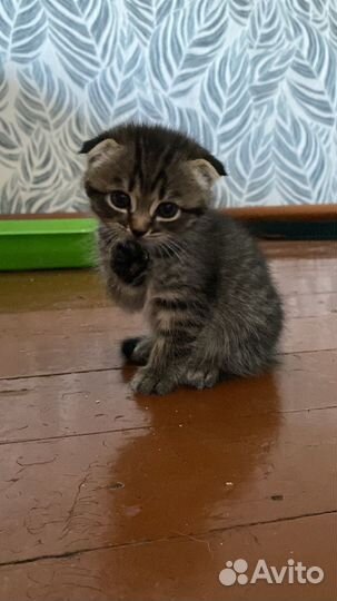 Котята