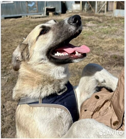 Щенок Паприка, ищет дом